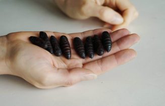 Vibeke Mascini_nachtvlinderpoppen_procesdocumentatie (1) (3)