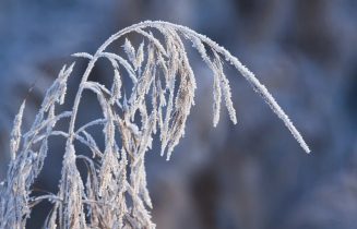 hoarfrost-1986619_960_720