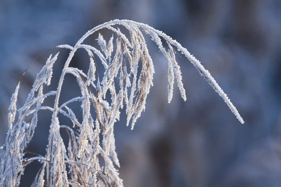 hoarfrost-1986619_960_720