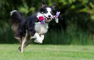 border-collie-672633_1920