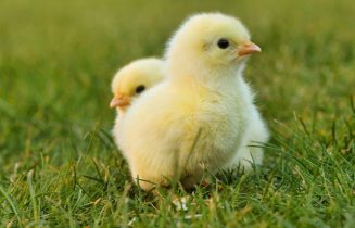 chicks-5014152_1920