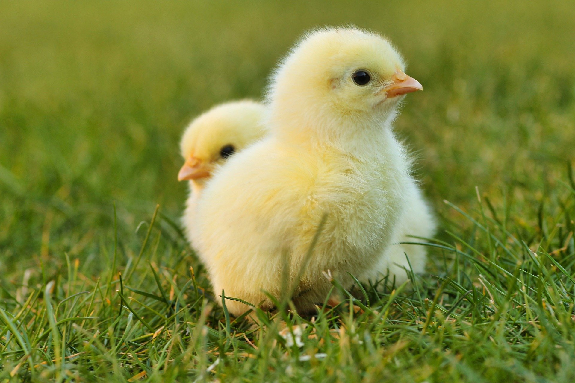 chicks-5014152_1920