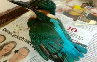 vogelasiel 2