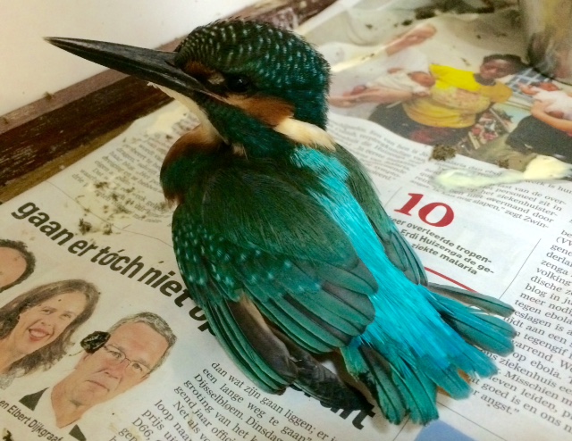 vogelasiel 2