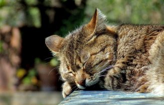 cute-wildlife-pet-cat-sleeping-feline-765323-pxhere.com