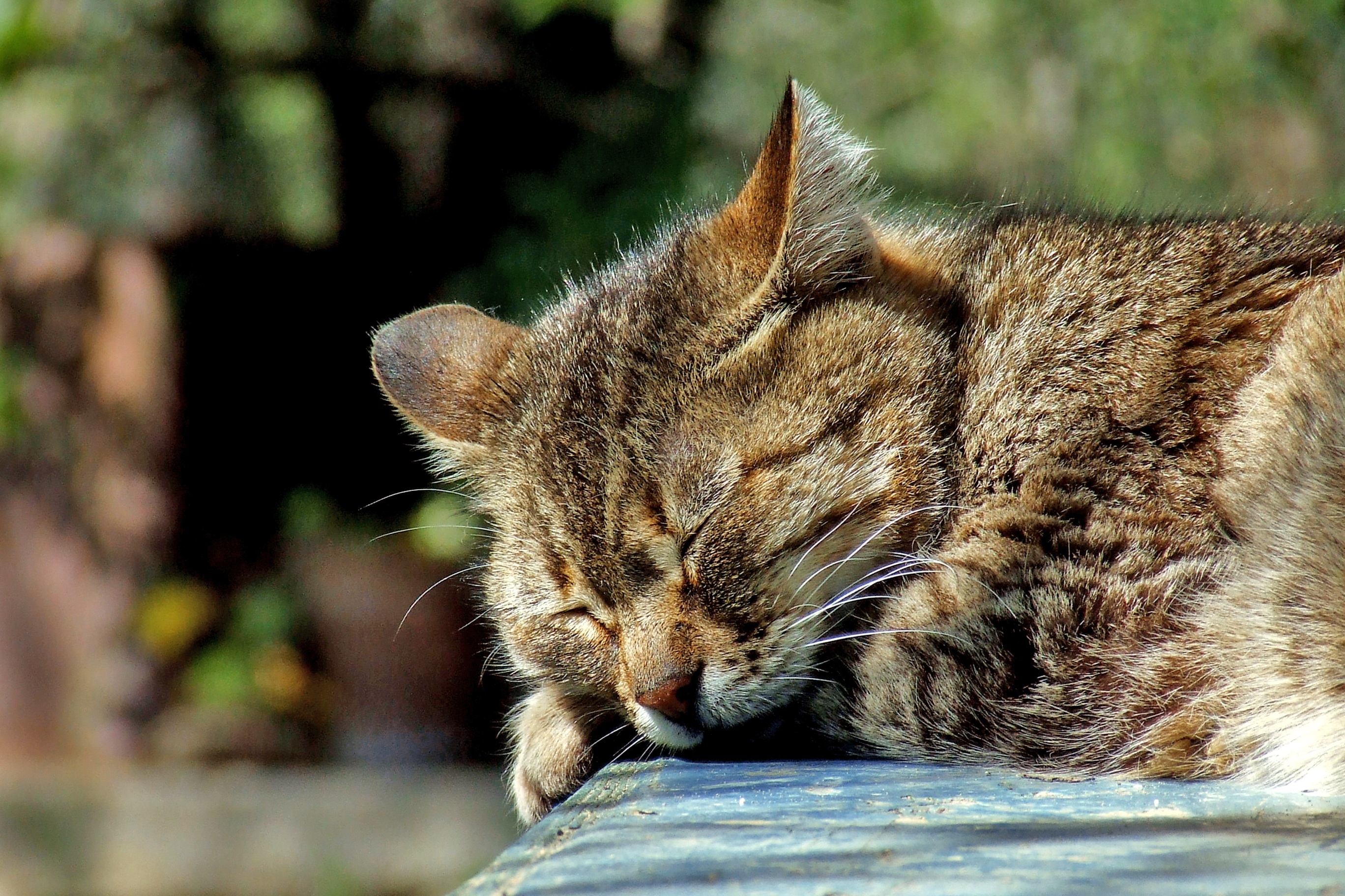 cute-wildlife-pet-cat-sleeping-feline-765323-pxhere.com
