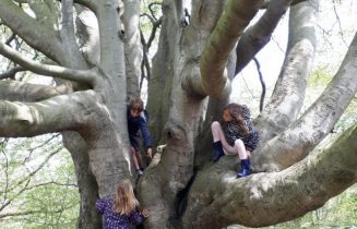 Beuk in de duinen van Meijendel