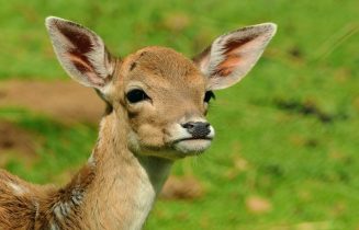 Jonge ree