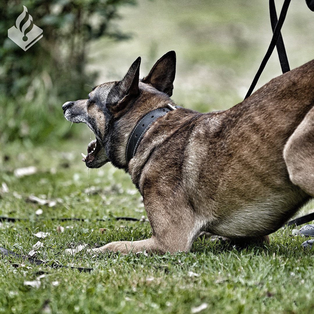 politiehond