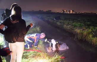 Brandweer redt koe uit water sept21