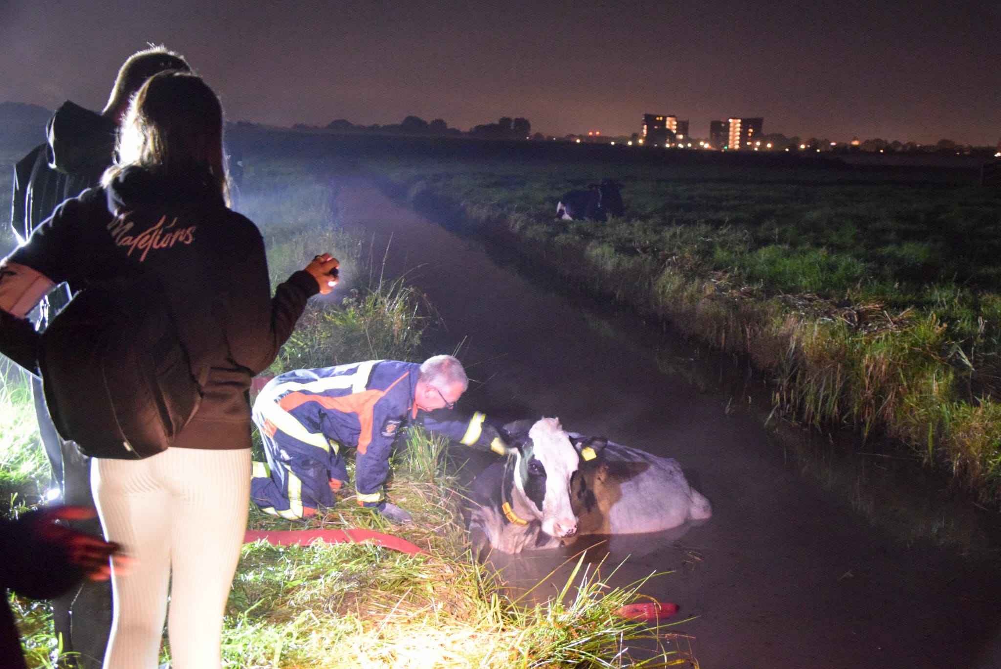 Brandweer redt koe uit water sept21