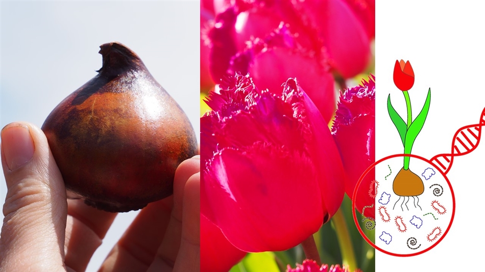 Tulpenmanie