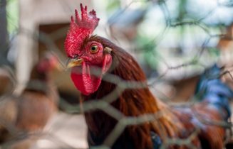 Vogelgriep