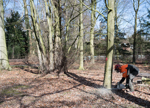onderhoud boom