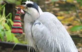 reiger met sok 2