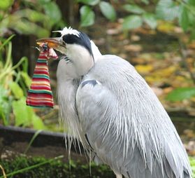 reiger met sok 2