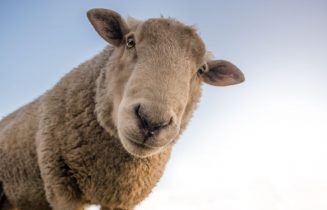 schaap