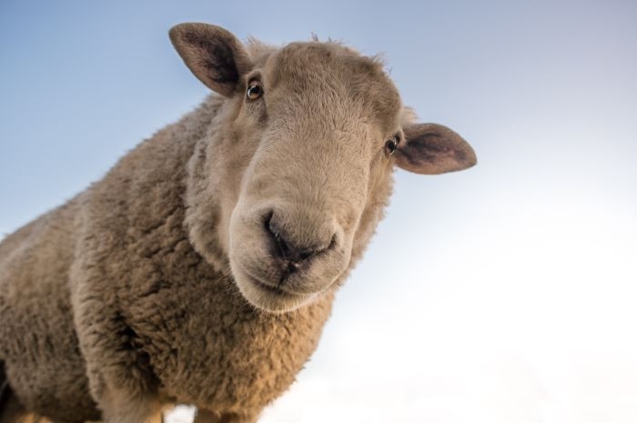 schaap