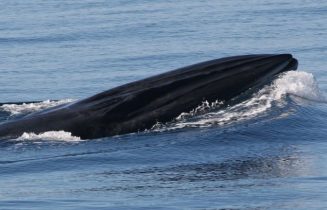 Walvis
