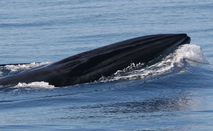 Walvis