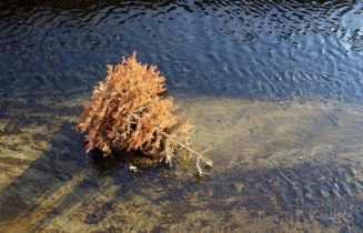 Kerstboom water