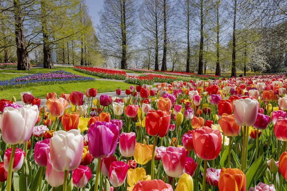 Keukenhof