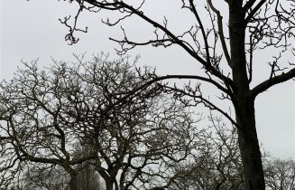 Bomen stock