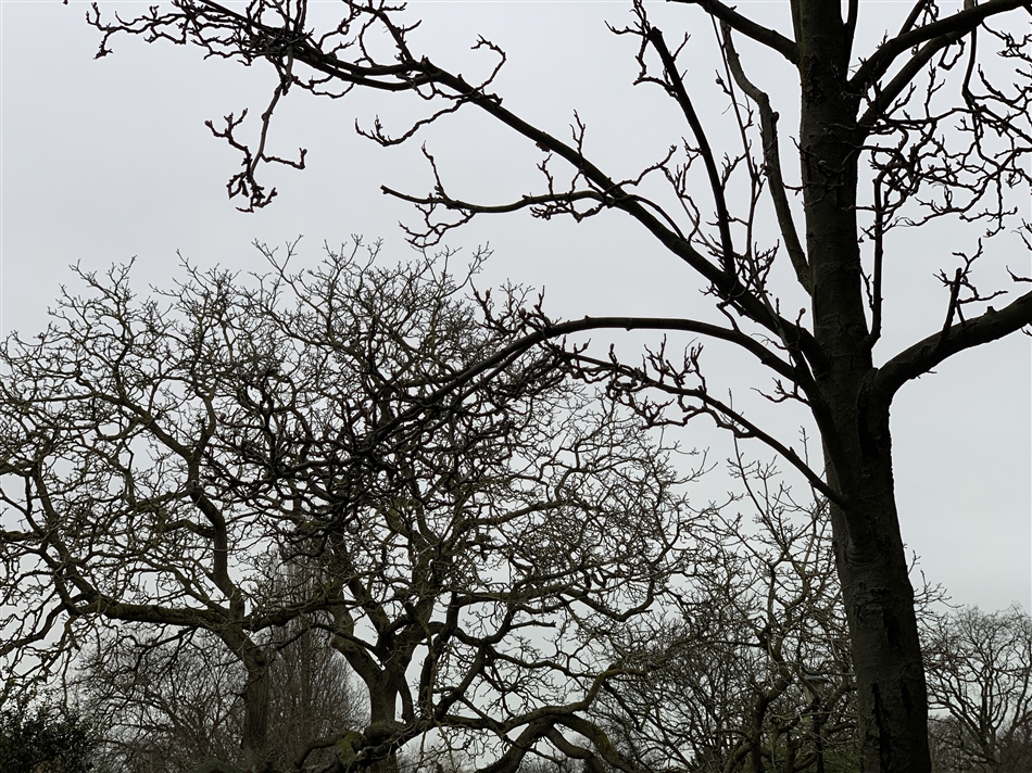 Bomen stock