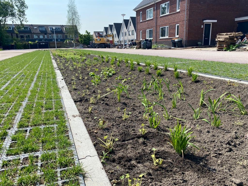 Groen