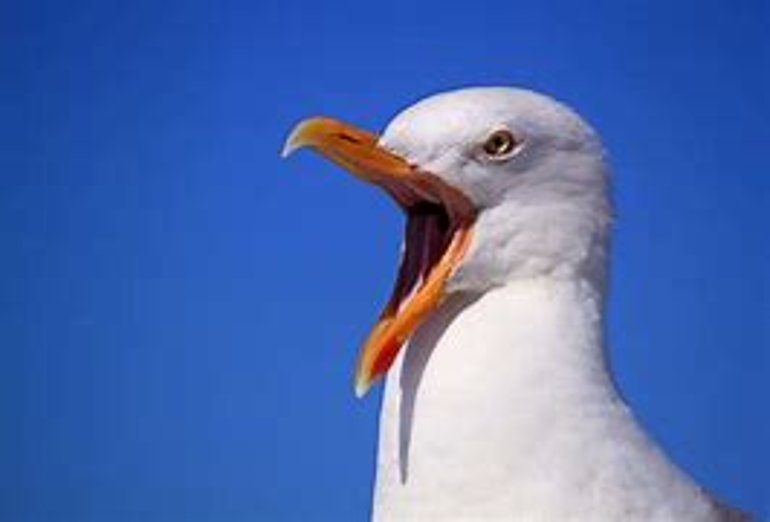 Meeuw