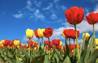Tulpen