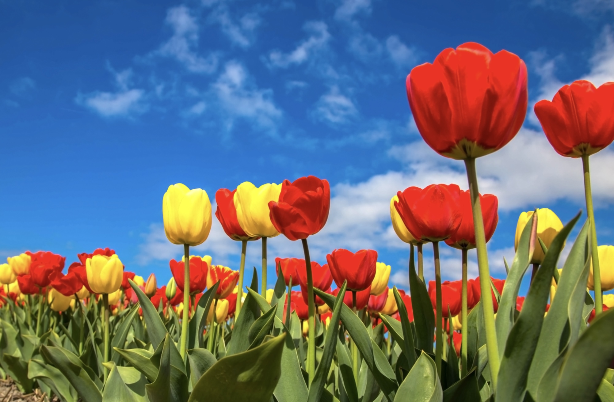 Tulpen