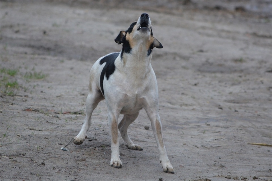 Hond